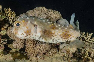 Kızıl Deniz 'de balıklar yüzer, renkli balıklar, Eilat İsrail