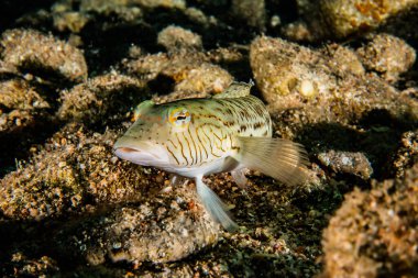 Kızıl Deniz 'de balıklar yüzer, renkli balıklar, Eilat İsrail