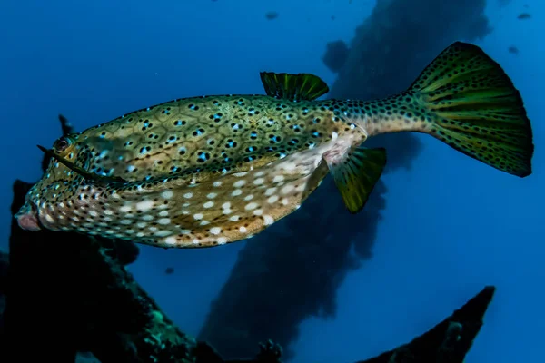 紅海で泳ぐ魚 カラフルな魚 エイラートイスラエル — ストック写真