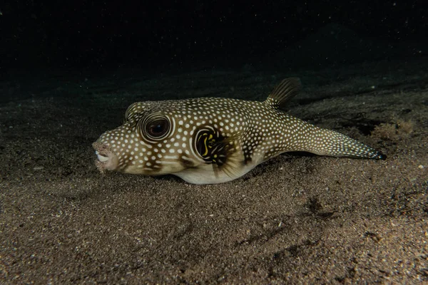 Fiskar Simmar Röda Havet Färgglada Fiskar Eilat Israel — Stockfoto