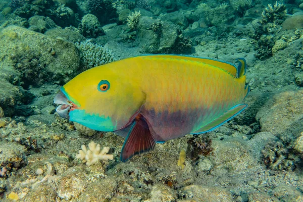 Halak Úsznak Vörös Tengerben Színes Halak Eilat Izrael — Stock Fotó