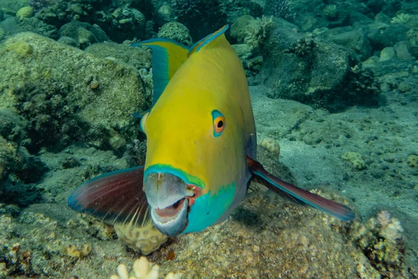 Kızıl Deniz 'de balıklar yüzer, renkli balıklar, Eilat İsrail