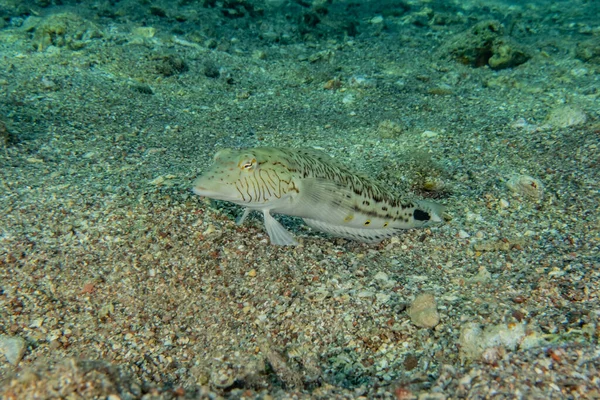 Fisk Svømmer Det Røde Hav Farverige Fisk Eilat Israel - Stock-foto