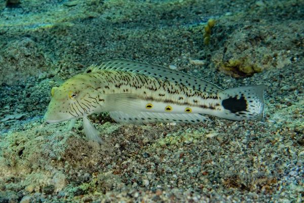 Ikan Berenang Laut Merah Ikan Berwarna Warni Eilat Israel — Stok Foto