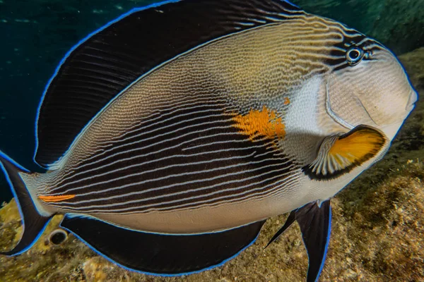 Los Peces Nadan Mar Rojo Peces Coloridos Eilat Israel — Foto de Stock