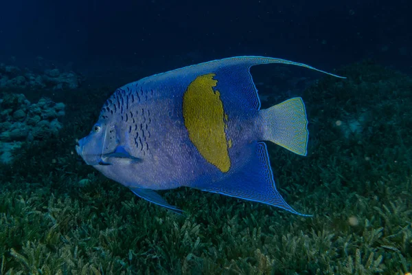 Kızıl Deniz Balıklar Yüzer Renkli Balıklar Eilat Srail — Stok fotoğraf