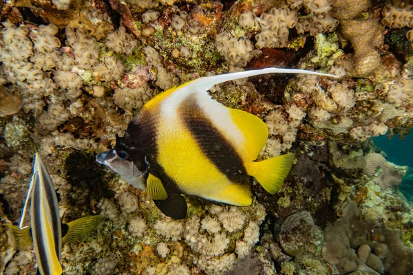 Los Peces Nadan Mar Rojo Peces Coloridos Eilat Israel —  Fotos de Stock