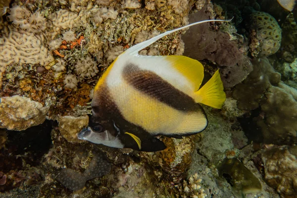 Poissons Nager Dans Mer Rouge Poissons Colorés Eilat Israël — Photo