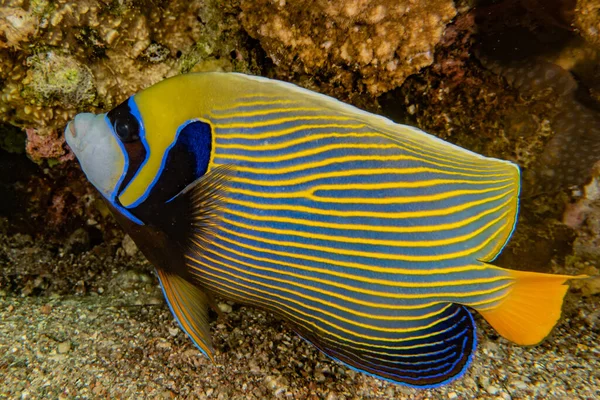 Los Peces Nadan Mar Rojo Peces Coloridos Eilat Israel — Foto de Stock