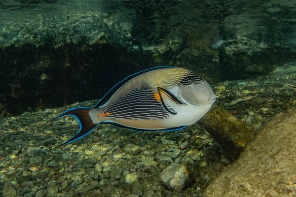 Halak Úsznak Vörös Tengerben Színes Halak Eilat Izrael — Stock Fotó