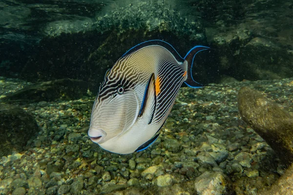 Los Peces Nadan Mar Rojo Peces Coloridos Eilat Israel —  Fotos de Stock