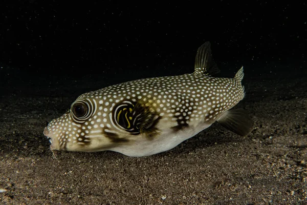 Fiskar Simmar Röda Havet Färgglada Fiskar Eilat Israel — Stockfoto