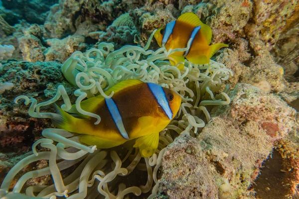 Los Peces Nadan Mar Rojo Peces Coloridos Eilat Israel —  Fotos de Stock