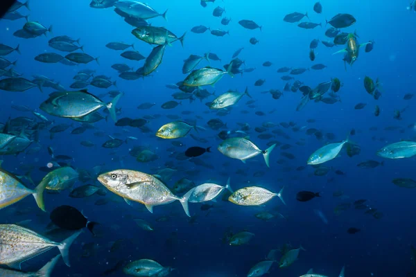 Kızıl Deniz 'de balıklar yüzer, renkli balıklar, Eilat İsrail