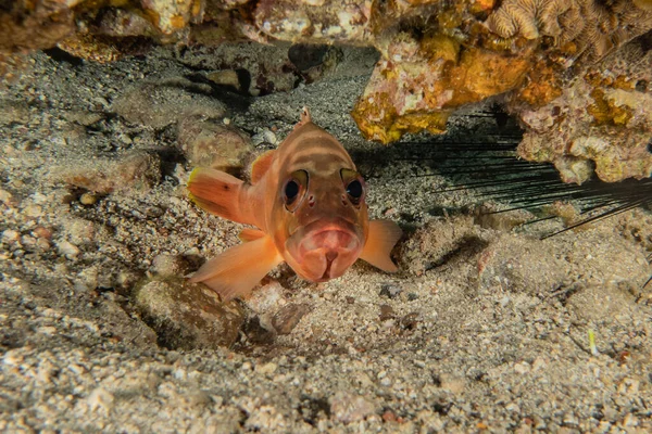 Pesci Nuotare Nel Mar Rosso Pesci Colorati Eilat Israele — Foto Stock