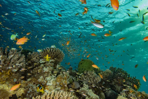 Kızıl Deniz 'de balıklar yüzer, renkli balıklar, Eilat İsrail