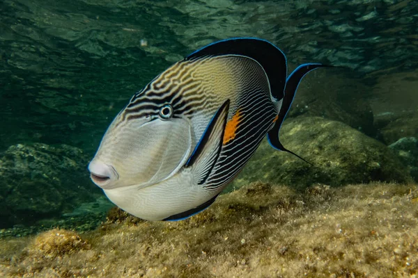 Peixes Nadam Mar Vermelho Peixes Coloridos Eilat Israel — Fotografia de Stock