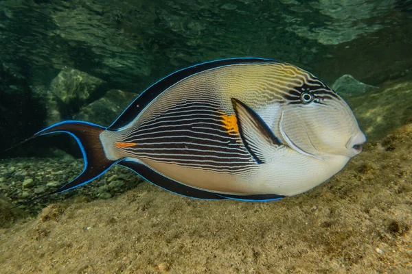 Ryby Pływają Morzu Czerwonym Kolorowe Ryby Eilat Israel — Zdjęcie stockowe