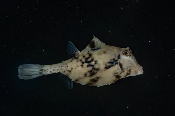 Fiskar Simmar Röda Havet Färgglada Fiskar Eilat Israel — Stockfoto