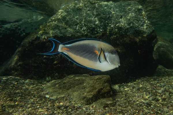 Fiskar Simmar Röda Havet Färgglada Fiskar Eilat Israel — Stockfoto