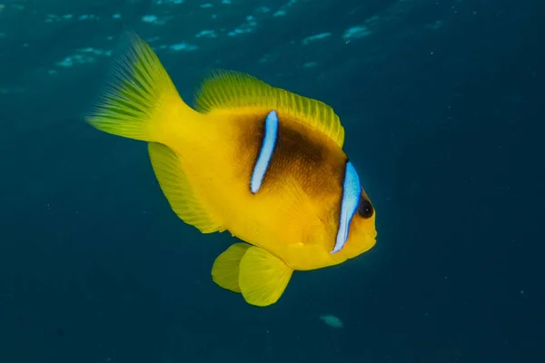 Poissons Nager Dans Mer Rouge Poissons Colorés Eilat Israël — Photo