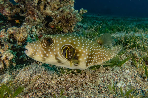 Fiskar Simmar Röda Havet Färgglada Fiskar Eilat Israel — Stockfoto