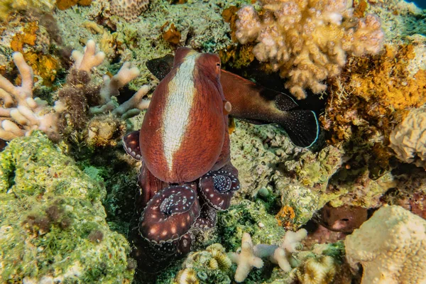 Octopus king of camouflage in the Red Sea