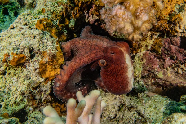 Kızıl Deniz 'de kamuflajın kralı ahtapot. 