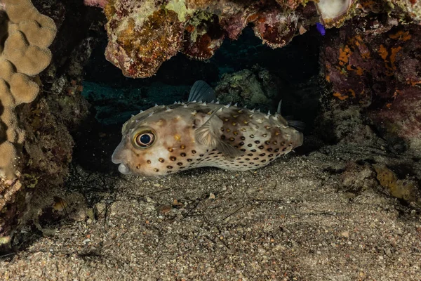 Fiskar Simmar Röda Havet Färgglada Fiskar Eilat Israel — Stockfoto