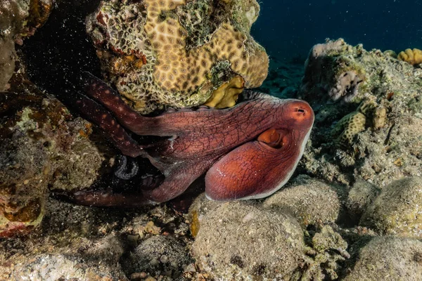 Polpo Del Camuffamento Nel Mar Rosso — Foto Stock