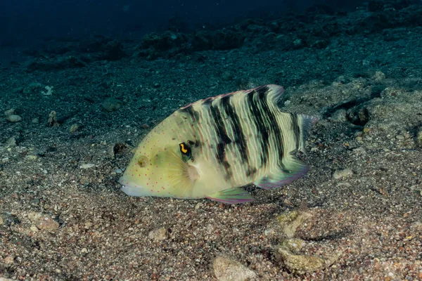 Fish Swim Red Sea Colorful Fish Eilat Israel — Stock Photo, Image