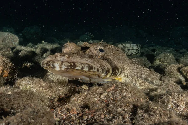 Fiskar Simmar Röda Havet Färgglada Fiskar Eilat Israel — Stockfoto