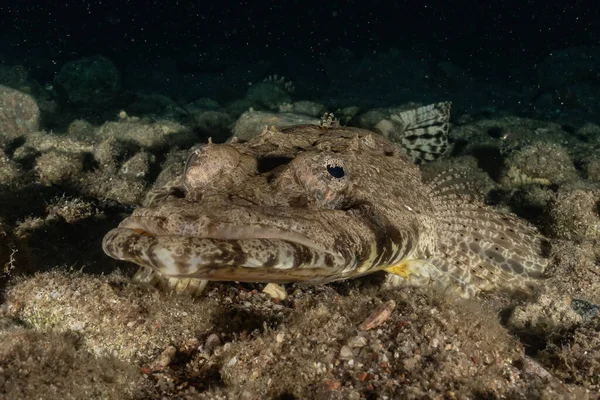 Fiskar Simmar Röda Havet Färgglada Fiskar Eilat Israel — Stockfoto