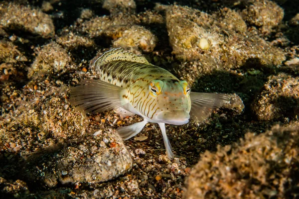 Fiskar Simmar Röda Havet Färgglada Fiskar Eilat Israel — Stockfoto