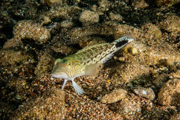 Fish Swim Red Sea Colorful Fish Eilat Israel — Stock Photo, Image