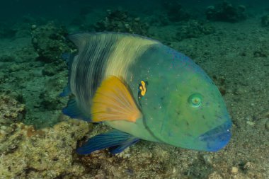 Kızıl Deniz 'de balıklar yüzer, renkli balıklar, Eilat İsrail