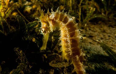 Kızıl Deniz 'deki Hipokampus Deniz Atı Renkli ve güzel, Eilat Israel