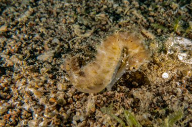 Kızıl Deniz 'deki Hipokampus Deniz Atı Renkli ve güzel, Eilat Israel