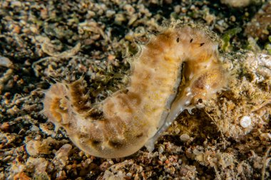 Kızıl Deniz 'deki Hipokampus Deniz Atı Renkli ve güzel, Eilat Israel