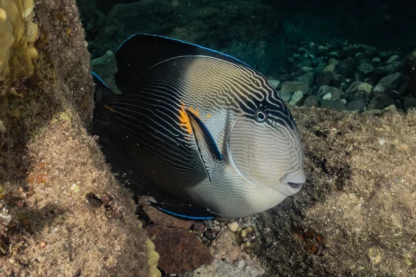 Poissons Nager Dans Mer Rouge Poissons Colorés Eilat Israël — Photo