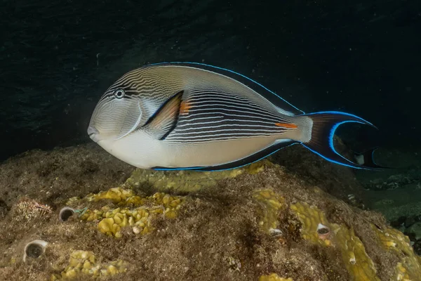 Fiskar Simmar Röda Havet Färgglada Fiskar Eilat Israel — Stockfoto