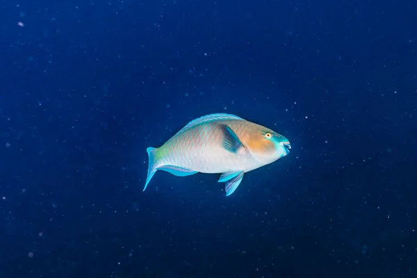 Peixes Nadam Mar Vermelho Peixes Coloridos Eilat Israel — Fotografia de Stock