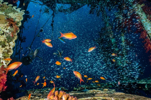 Kızıl Deniz 'de balıklar yüzer, renkli balıklar, Eilat İsrail