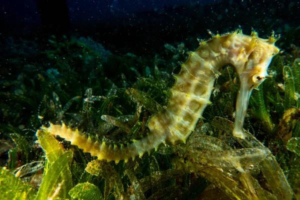 Kızıl Deniz 'deki Hipokampus Deniz Atı Renkli ve güzel, Eilat Israel