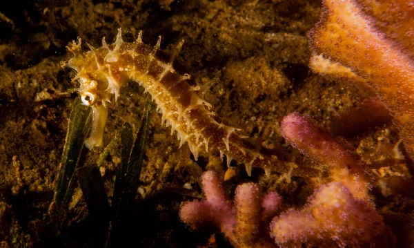 Hippocampus Cavalo Marinho Mar Vermelho Colorido Bonito Eilat Israel — Fotografia de Stock