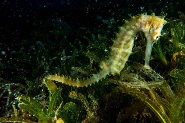 4.472 fotografias e imagens de Cavalo Marinho - Getty Images