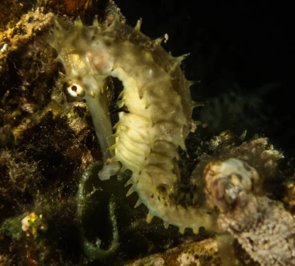 Hippocampus Seepferdchen Roten Meer Bunt Und Schön Eilat Israel — Stockfoto