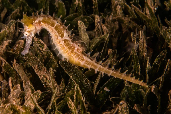 Hippocampus Cavalo Marinho Mar Vermelho Colorido Bonito Eilat Israel — Fotografia de Stock