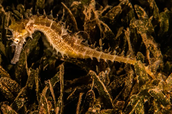 Hippocampus Seepferdchen Roten Meer Bunt Und Schön Eilat Israel — Stockfoto