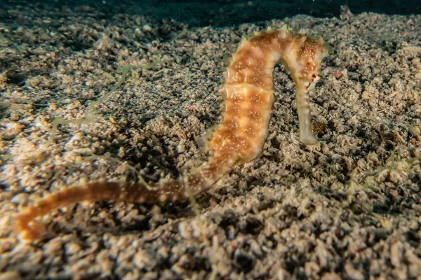 Hippocampus Cavalo Marinho Mar Vermelho Colorido Bonito Eilat Israel — Fotografia de Stock